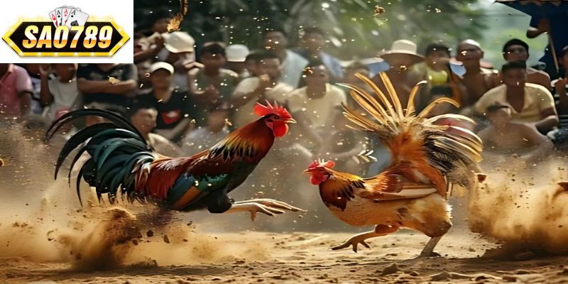 Tổng quan độ uy tín sảnh đá gà SAO789