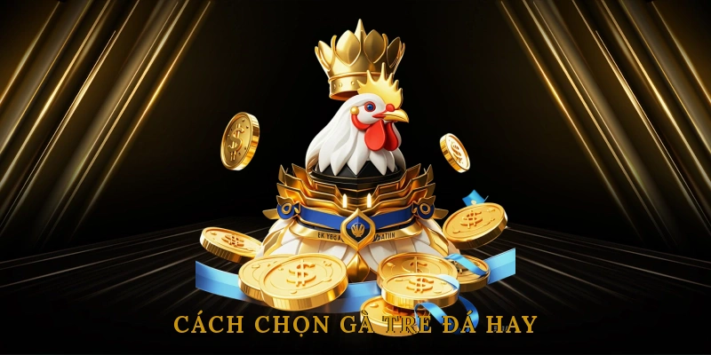 Cách Chọn Gà Tre Đá Hay: Kinh Nghiệm Từ Dân Chơi Gà